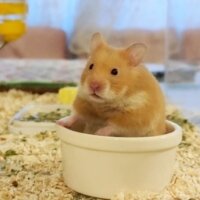 Hamster, Kemirgen  Naci fotoğrafı