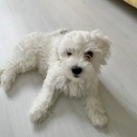 Maltese, Köpek  Köpük fotoğrafı