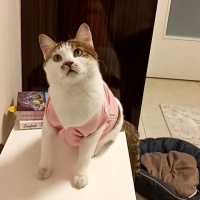 Tekir Kedi, Kedi  Sirke fotoğrafı