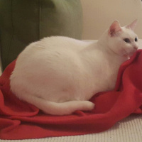 Van Kedisi, Kedi  aksen fotoğrafı