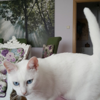 Van Kedisi, Kedi  aksen fotoğrafı