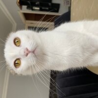 Scottish Fold, Kedi  Leydim fotoğrafı