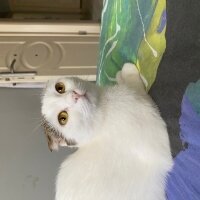 Scottish Fold, Kedi  Leydim fotoğrafı