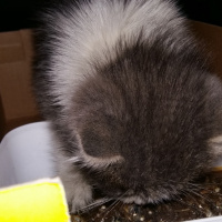 Abyssinian, Kedi  Umut fotoğrafı