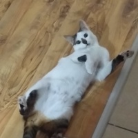 Tekir Kedi, Kedi  bıldırcuk fotoğrafı