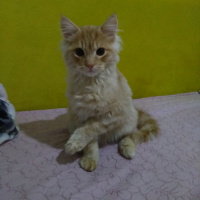 İran Kedisi (Persian), Kedi  Bambam fotoğrafı