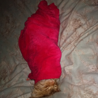 İran Kedisi (Persian), Kedi  Bambam fotoğrafı