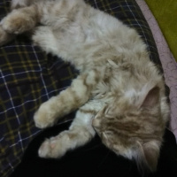 İran Kedisi (Persian), Kedi  Bambam fotoğrafı