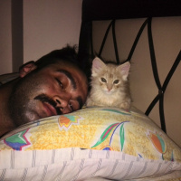 İran Kedisi (Persian), Kedi  Bambam fotoğrafı
