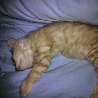 İran Kedisi (Persian), Kedi  Bambam fotoğrafı