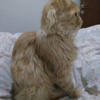 İran Kedisi (Persian), Kedi  Bambam fotoğrafı