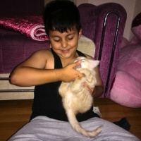 İran Kedisi (Persian), Kedi  Bambam fotoğrafı