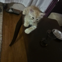 İran Kedisi (Persian), Kedi  Bambam fotoğrafı