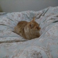 İran Kedisi (Persian), Kedi  Bambam fotoğrafı