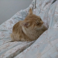 İran Kedisi (Persian), Kedi  Bambam fotoğrafı