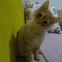 İran Kedisi (Persian), Kedi  Bambam fotoğrafı