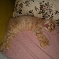 İran Kedisi (Persian), Kedi  Bambam fotoğrafı