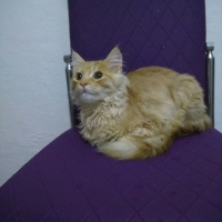 İran Kedisi (Persian), Kedi  Bambam fotoğrafı