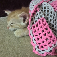 İran Kedisi (Persian), Kedi  Bambam fotoğrafı