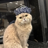 Scottish Fold, Kedi  Şeftali fotoğrafı