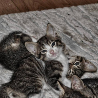 Tekir Kedi, Kedi  Kedilerimiz sahip arıyorlar şuanda 1 ay 10 güblükl fotoğrafı