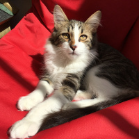 Tekir Kedi, Kedi  Davut fotoğrafı