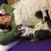 Tekir Kedi, Kedi  Davut fotoğrafı