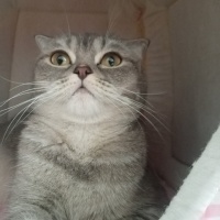 Scottish Fold, Kedi  Venüs fotoğrafı