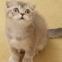 Scottish Fold, Kedi  Venüs fotoğrafı
