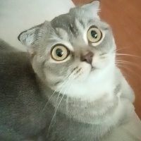 Scottish Fold, Kedi  Venüs fotoğrafı