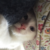 Van Kedisi, Kedi  Harman fotoğrafı