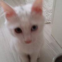 Van Kedisi, Kedi  Harman fotoğrafı