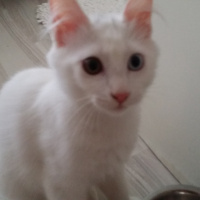 Van Kedisi, Kedi  Harman fotoğrafı