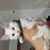 Van Kedisi, Kedi  Harman fotoğrafı