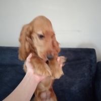 İngiliz Cocker Spaniel, Köpek  Alice fotoğrafı