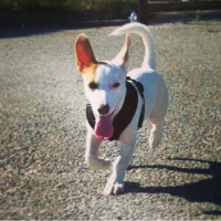 Jack Russell Terrier, Köpek  Çakil fotoğrafı
