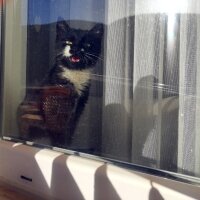 Tuxedo (Smokin) Kedi, Kedi  Şila fotoğrafı