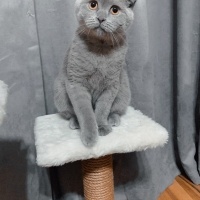 Scottish Fold, Kedi  Barny fotoğrafı
