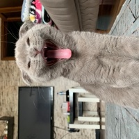 Scottish Fold, Kedi  Barny fotoğrafı