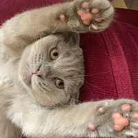 Scottish Fold, Kedi  Barny fotoğrafı