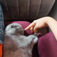 Scottish Fold, Kedi  Barny fotoğrafı