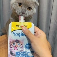 Scottish Fold, Kedi  Barny fotoğrafı
