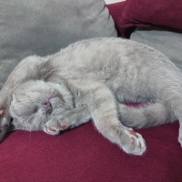 Scottish Fold, Kedi  Barny fotoğrafı