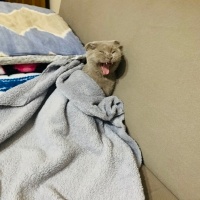 Scottish Fold, Kedi  Barny fotoğrafı