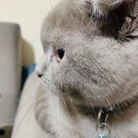 Scottish Fold, Kedi  Barny fotoğrafı