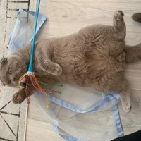 Scottish Fold, Kedi  Barny fotoğrafı