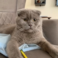 Scottish Fold, Kedi  Barny fotoğrafı