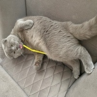 Scottish Fold, Kedi  Barny fotoğrafı