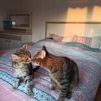 Bengal, Kedi  pusat ve gölge fotoğrafı