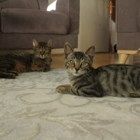 Bengal, Kedi  pusat ve gölge fotoğrafı